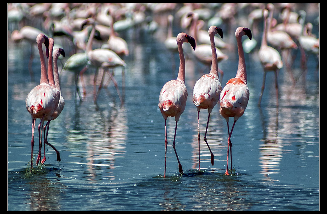 Flamingos