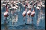 Flamingos