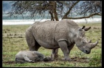 White rhinoceros