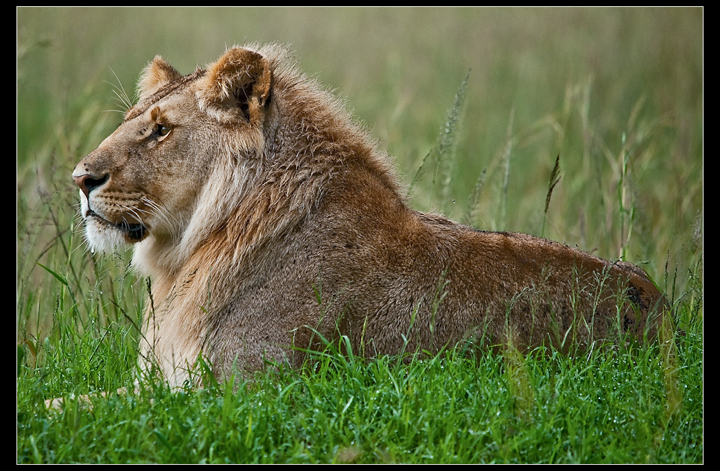 Lion in Masai Mara