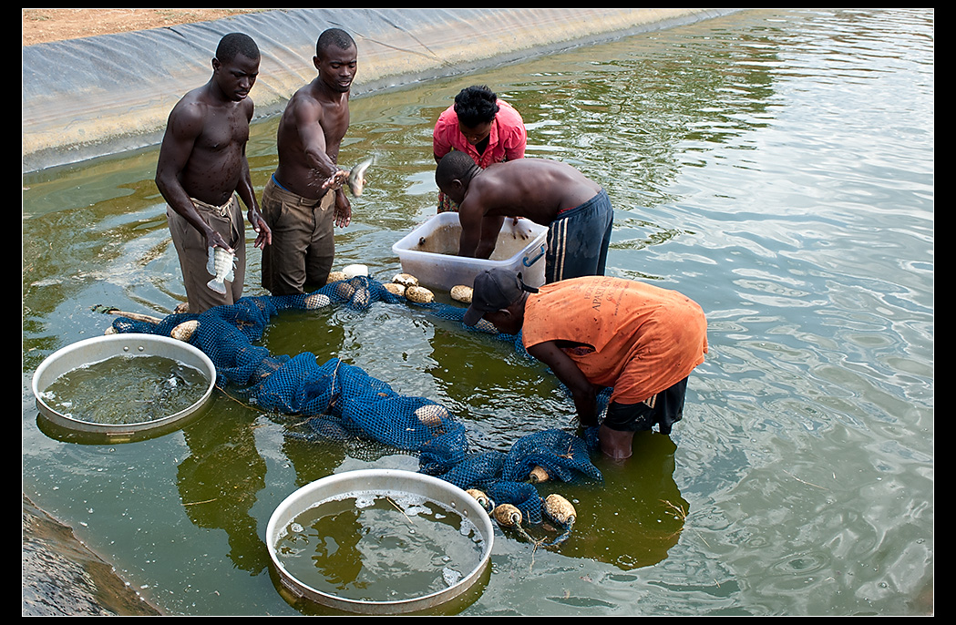 Lakeside Fish Farm