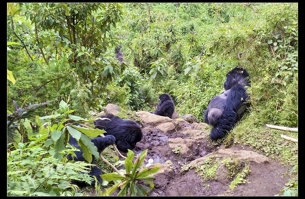 Gorilla beringei beringei