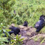 Gorilla beringei beringei