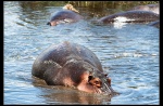Hippopotamus