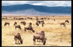 Ngorongoro Crater