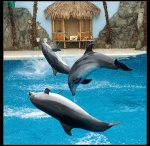 Dolphins in Odessa